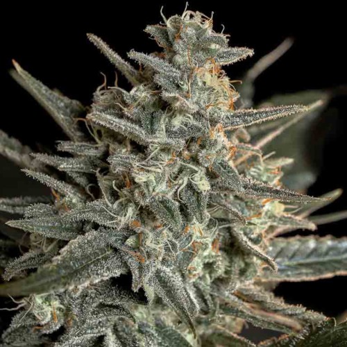 Sweet Bilbo - Genehtik Seeds - Close-up top