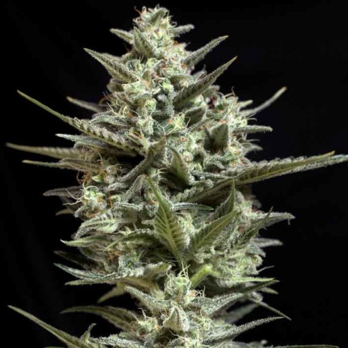 Sweet Bilbo - Genehtik Seeds - Hoofdtop