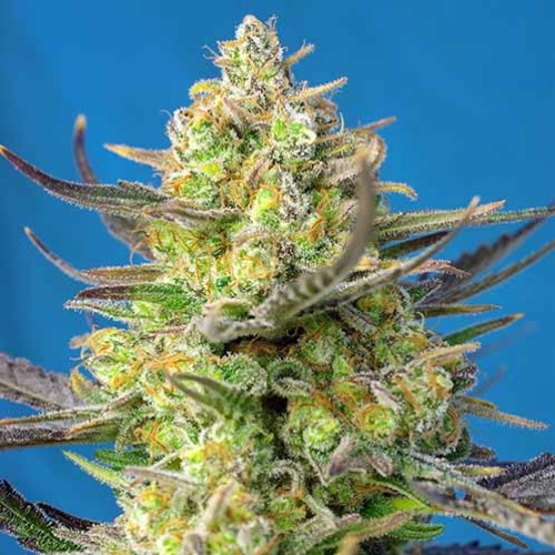 Sweet Cheese XL Auto - Sweet Seeds