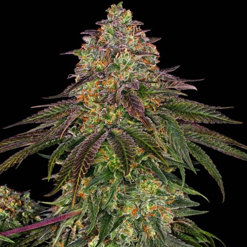 Sweet Cherry Kush - Sensi Seeds