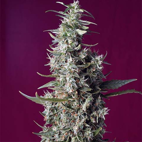 Sweet Cherry Pie - Sweet Seeds
