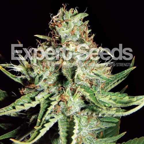 Sweet Cream Auto - Expert Seeds