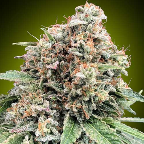 Sweet Critical 2.0 - 00 Seeds