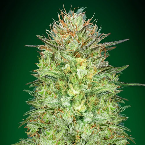 Sweet Critical Auto - 00 Seeds