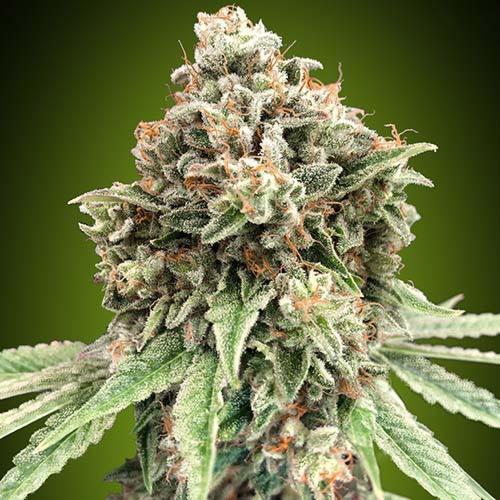 Sweet Critical Fast - 00 Seeds