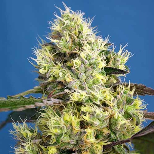 Sweet Gelato Auto - Sweet Seeds