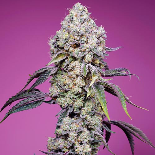 Sweet Mandarine Zkittlez F1 Fast Version - Sweet Seeds