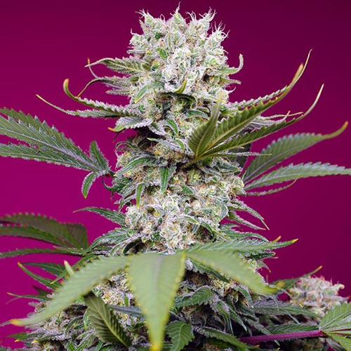 Sweet Mandarine Zkittlez XL Auto - Sweet Seeds