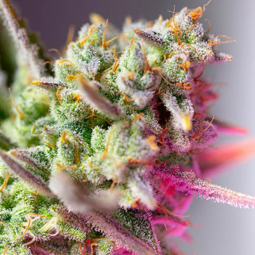 Sweet Mimosa XL Auto - Sweet Seeds