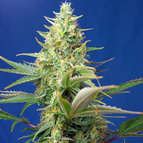 Sweet Pure Auto CBD - Sweet Seeds