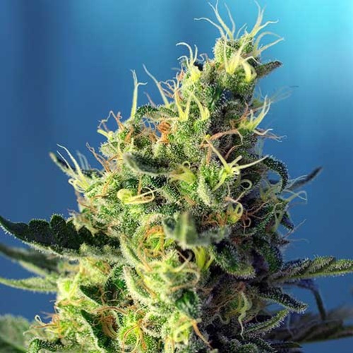Sweet Pure CBD - Sweet Seeds