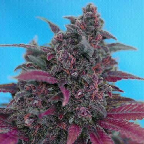 Auto Dark Devil - Sweet Seeds