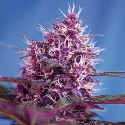 Red Poison Auto - Sweet Seeds