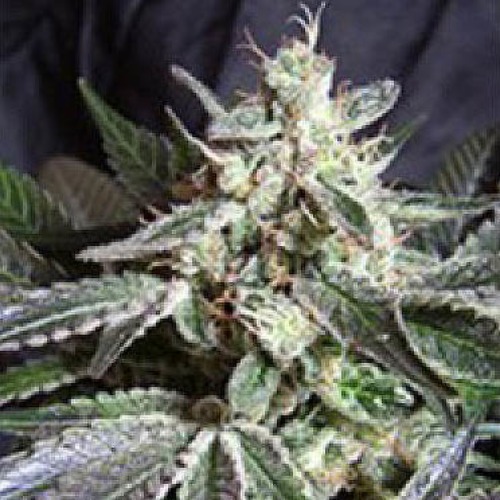 Black Jack Fast V - Sweet Seeds