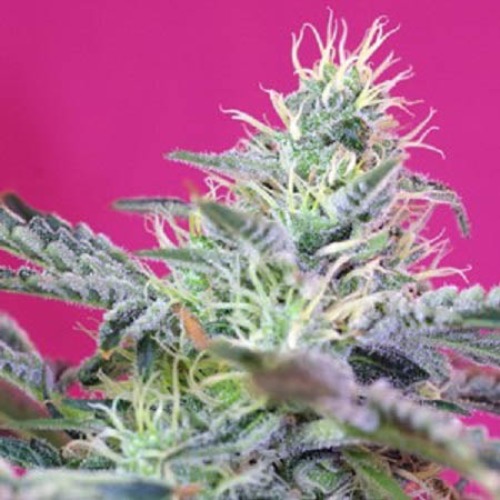 Sweet Cheese Fast V - Sweet Seeds