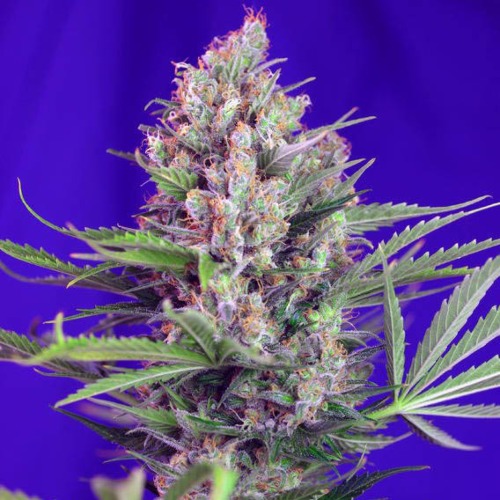 Cream Mandarine Fast V - Sweet Seeds