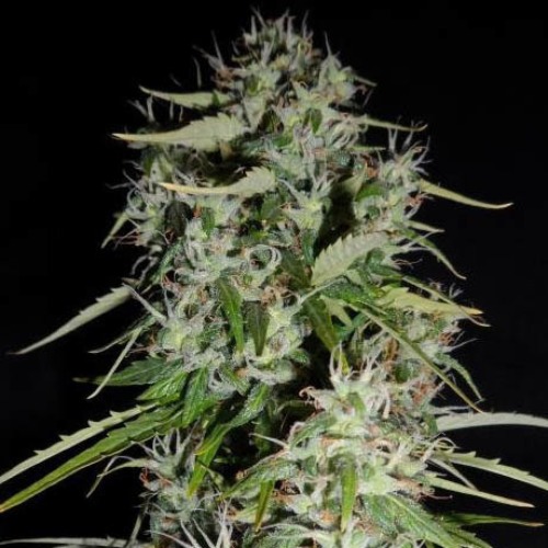 Fast Bud Auto - Sweet Seeds mooie wiettop 