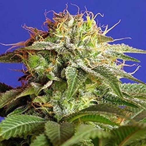 Green Poison Fast V - Sweet Seeds