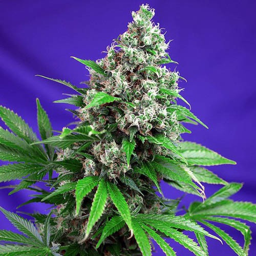 Killer Kush Fast V - Sweet Seeds