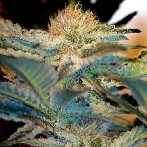 Mohan Ram Auto - Sweet Seeds