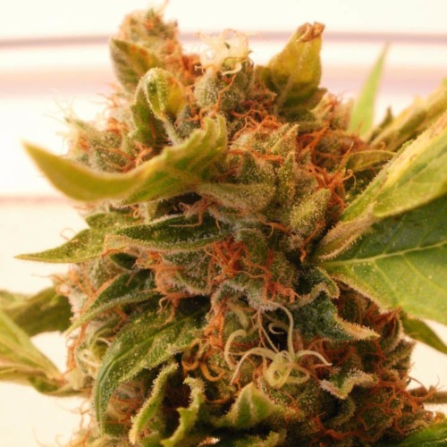Psicodelicia - Sweet Seeds dikke wiet top close up
