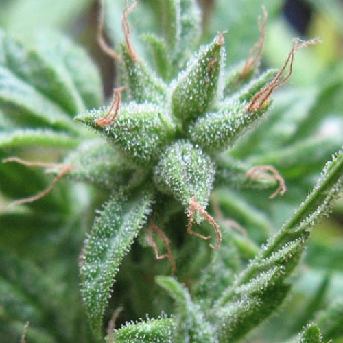 Psicodelicia - Sweet Seeds close up top met trichomen