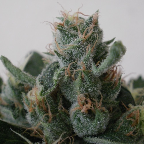 Psicodelicia - Sweet Seeds top in bloei met thc