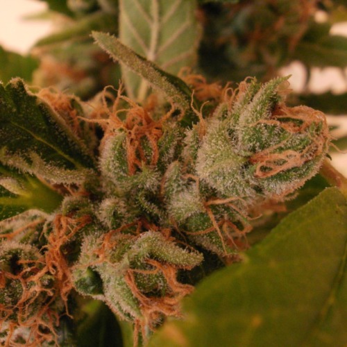 Psicodelicia - Sweet Seeds top in bloei van dichtbij