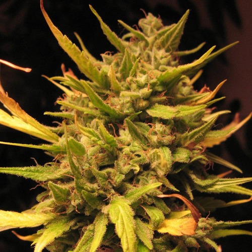 Psicodelicia - Sweet Seeds