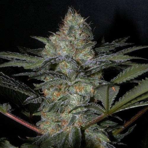 Sweet Afghani Delicious S1 - Sweet Seeds wiet top bedekt met thc