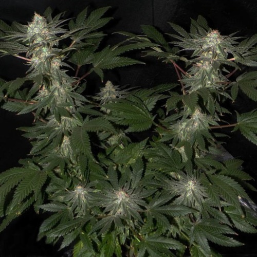 Sweet Afghani Delicious S1 - Sweet Seeds wietplant in bloei