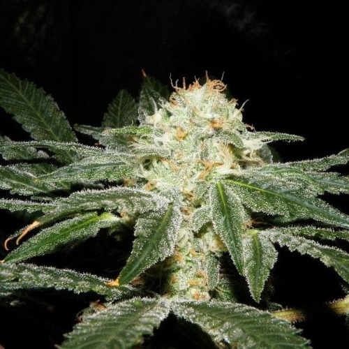 Sweet Afghani Delicious S1 - Sweet Seeds