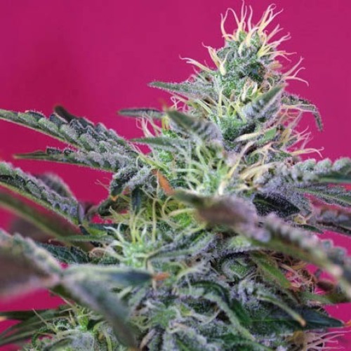 Sweet Cheese Auto - Sweet Seeds