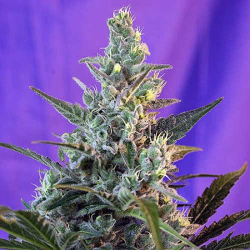 Sweet Skunk Auto - Sweet Seeds