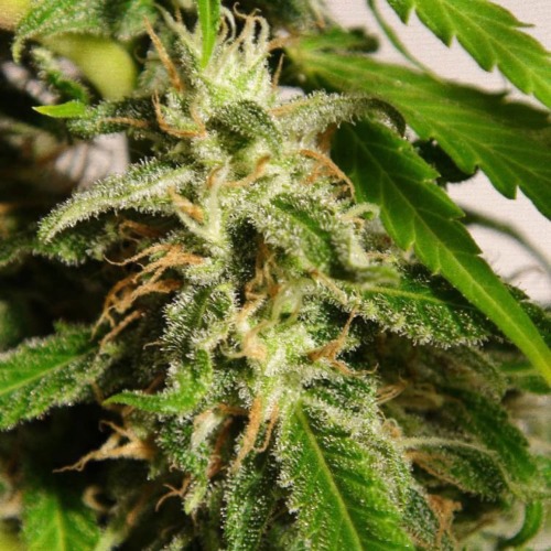 Sweet Thai - Sweet Seeds close up wiet top