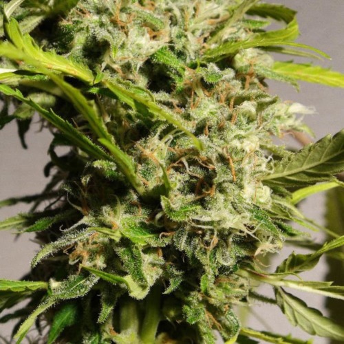 Sweet Thai - Sweet Seeds