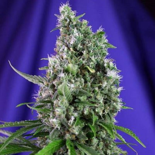 Sweet Trainwreck Auto - Sweet Seeds