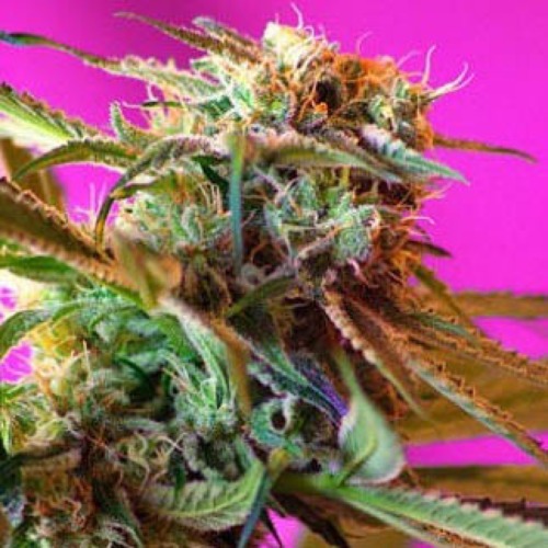 Wild Rose - Sweet Seeds