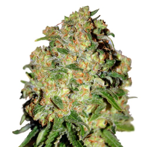 Sweet Skunk Automatic - Royal Queen Seeds