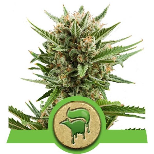 Sweet Skunk Automatic strain - Royal Queen Seeds