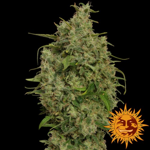 Sweet Tooth - Barney's Farm