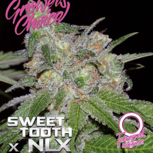 Sweet Tooth X NLX Auto - Growers Choice