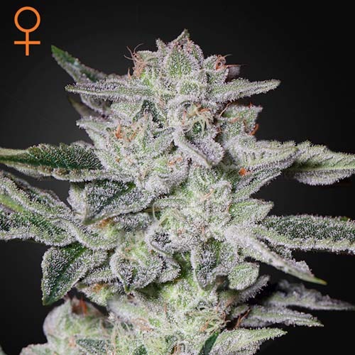 Sweet Valley Kush - Green House Seeds