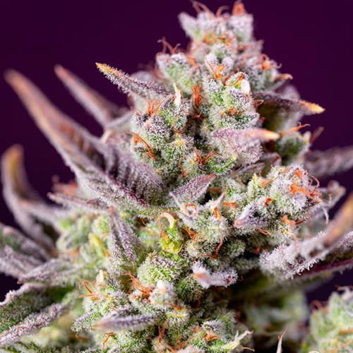 Sweet Zenzation XL Auto - Sweet Seeds
