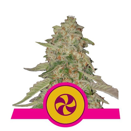 Sweet ZZ - Royal Queen Seeds