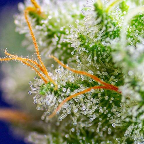 Sweet Zenzation - Sweet Seeds Trichomen