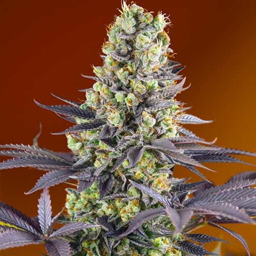 Sweet Zenzation - Sweet Seeds