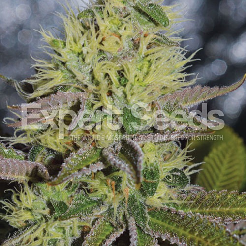 Sweet Zombie - Expert Seeds