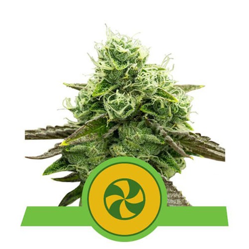 Sweet ZZ Auto - Royal Queen Seeds