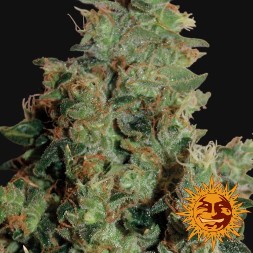 Tangerine Dream close-up- Barney's Farm